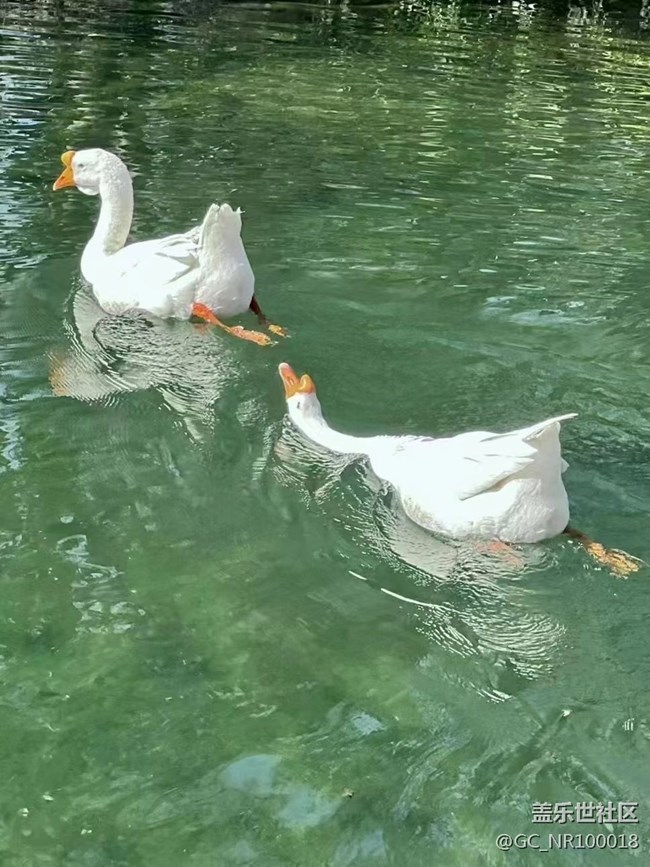 【可爱的它】大白鹅