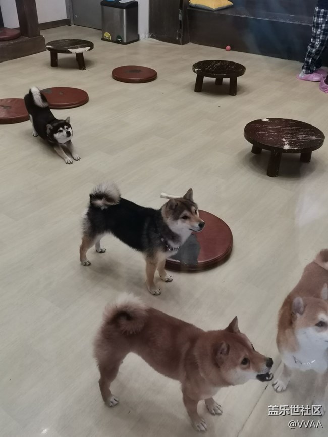 【可爱的它】+豆柴