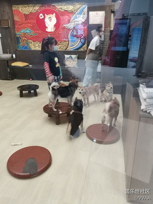 【可爱的它】+豆柴