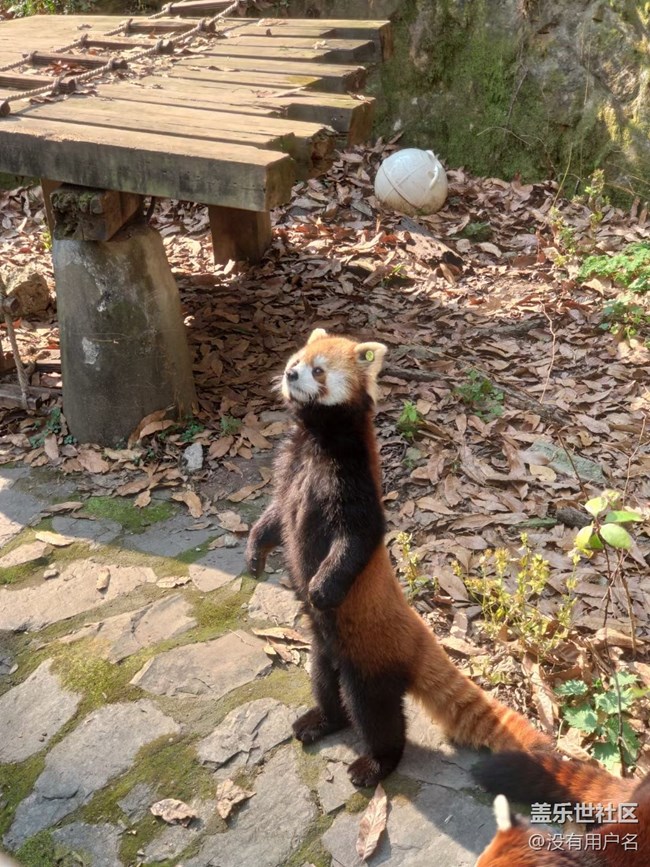 【可爱的它】小熊猫