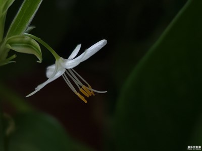 微距吊兰花