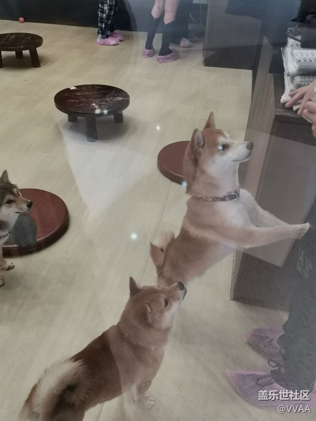 【可爱的它】+豆柴