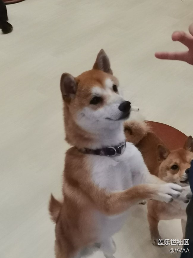 【可爱的它】+豆柴