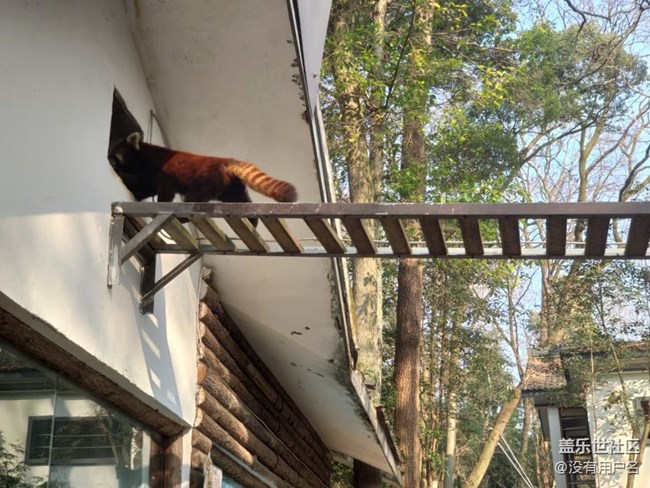 【可爱的它】小熊猫