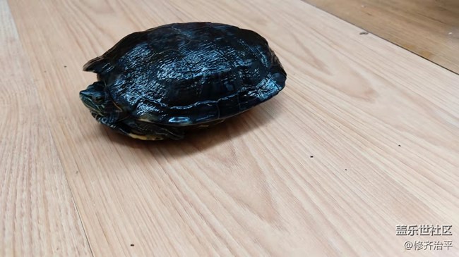 【可爱的它】以静制动益寿延年的巴西龟