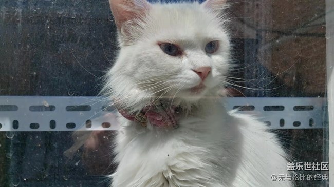 【可爱的它】白如雪的可爱猫咪