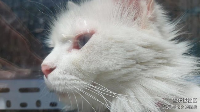 【可爱的它】白如雪的可爱猫咪