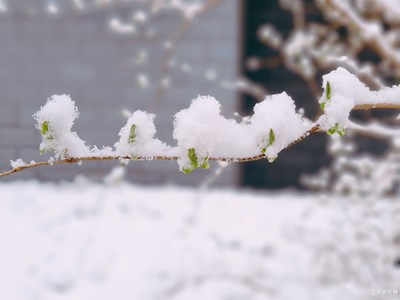 春雪