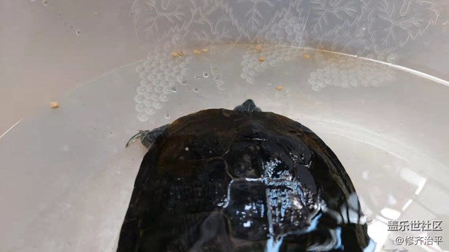 【可爱的它】以静制动益寿延年的巴西龟