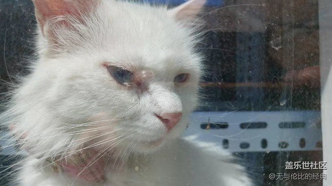 【可爱的它】白如雪的可爱猫咪