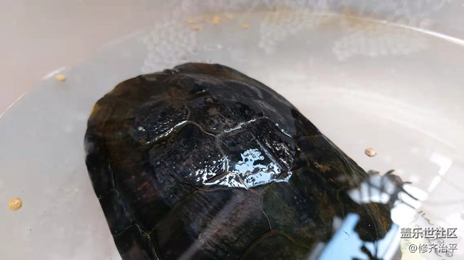 【可爱的它】以静制动益寿延年的巴西龟