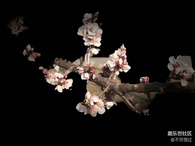 【春分时节】桃花