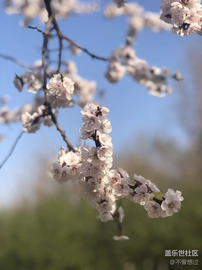 【春分时节】桃花