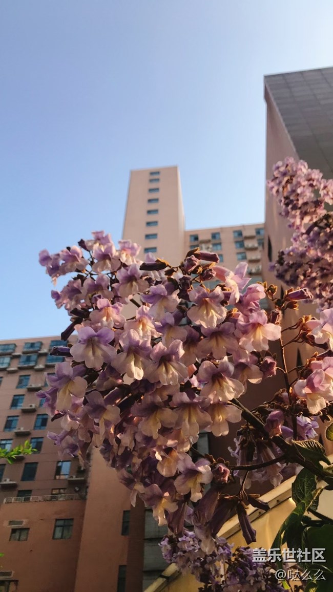 【春分时节】楼下花花