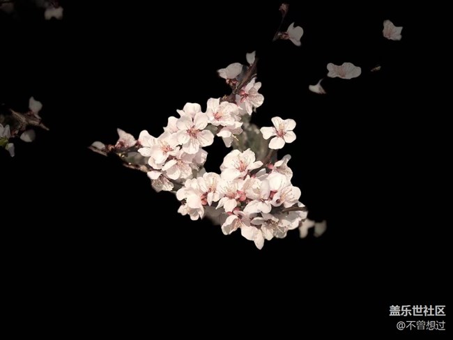 【春分时节】桃花