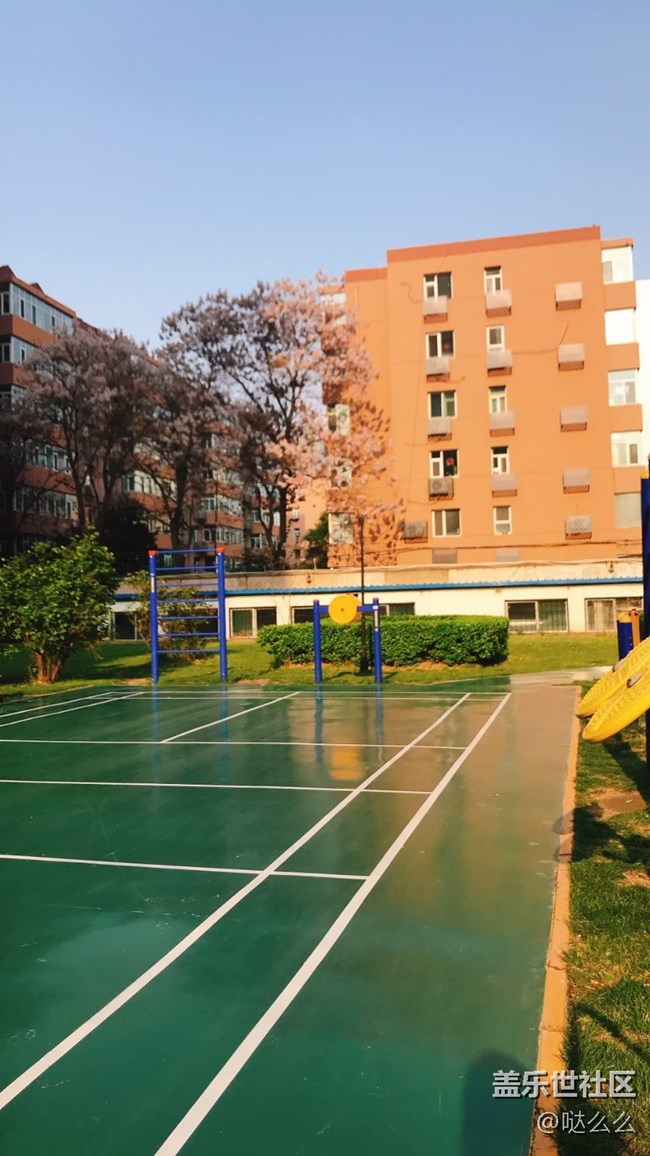 【春分时节】楼下花花