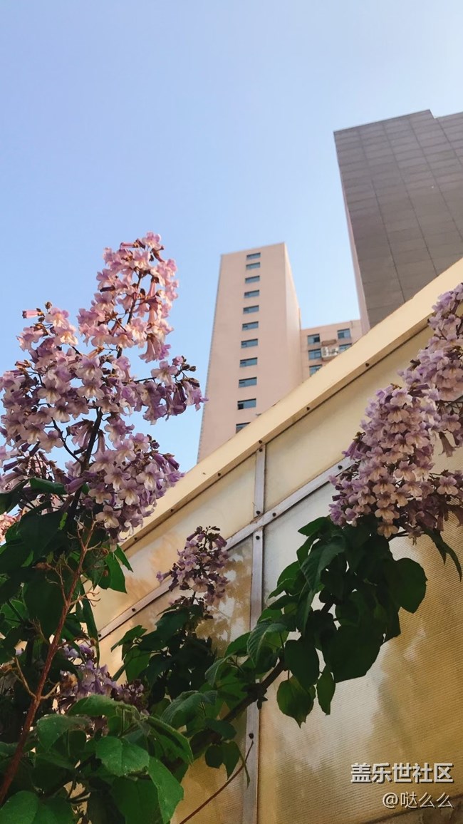 【春分时节】楼下花花