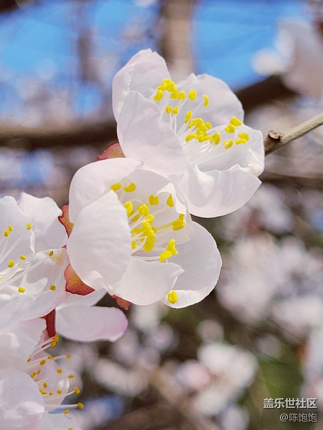 青葱的春色+春分时节桃花开开