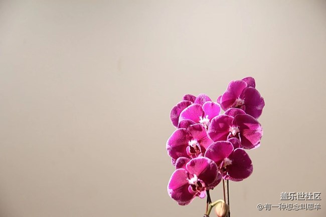 春分时节+瓶子里的花和叶