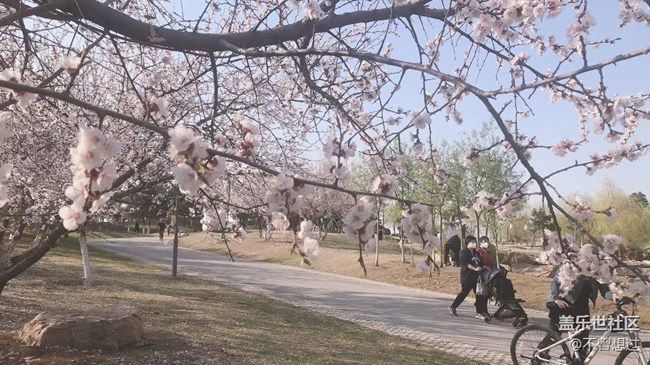 【春分时节】桃花
