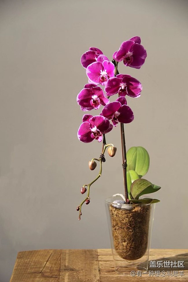春分时节+瓶子里的花和叶