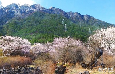 高原随拍（2）