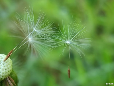 【四月物语】舞天涯