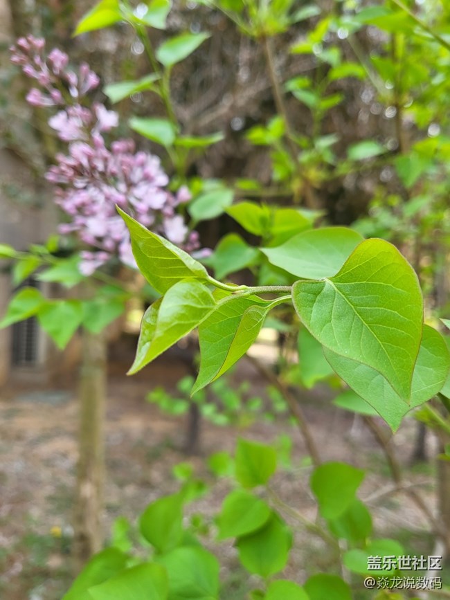 日常记录生活，你们喜欢用相机or手机？
