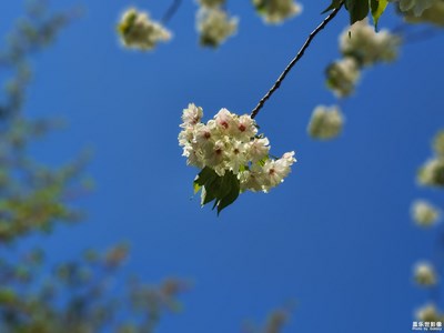 【四月物语】+绿樱郁金