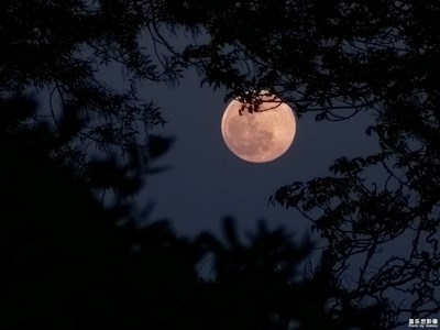 【夜城春】春风十里