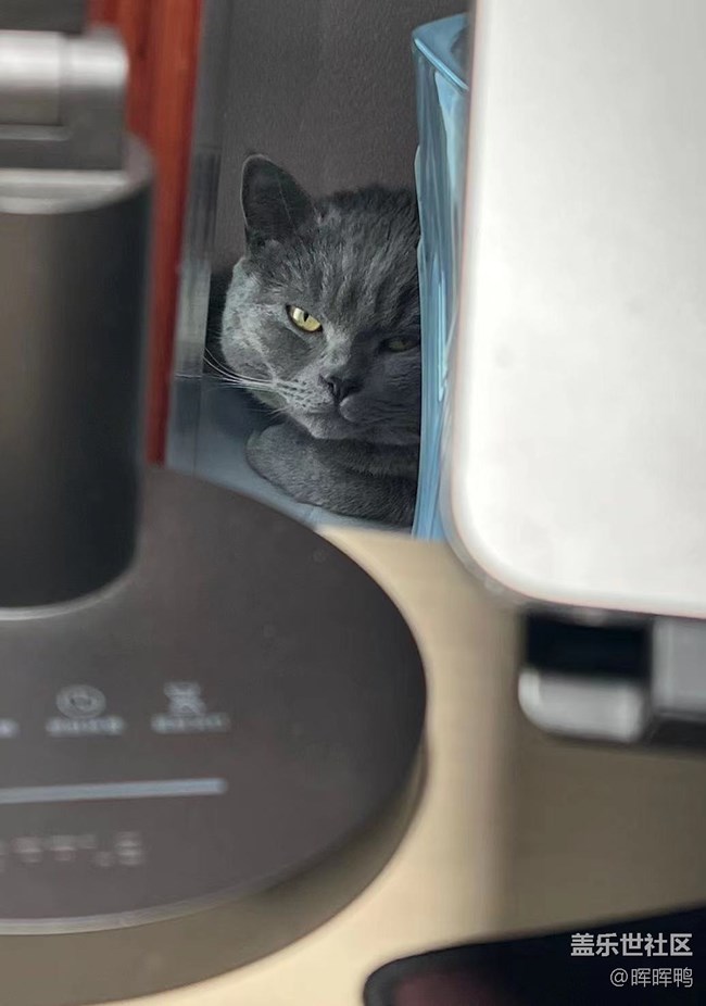 【温暖前行】+一直陪伴我的猫咪