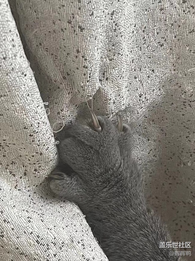 【温暖前行】+一直陪伴我的猫咪