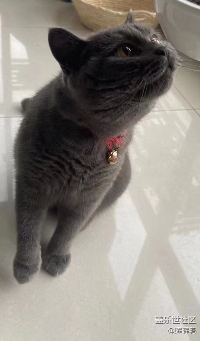 【温暖前行】+一直陪伴我的猫咪