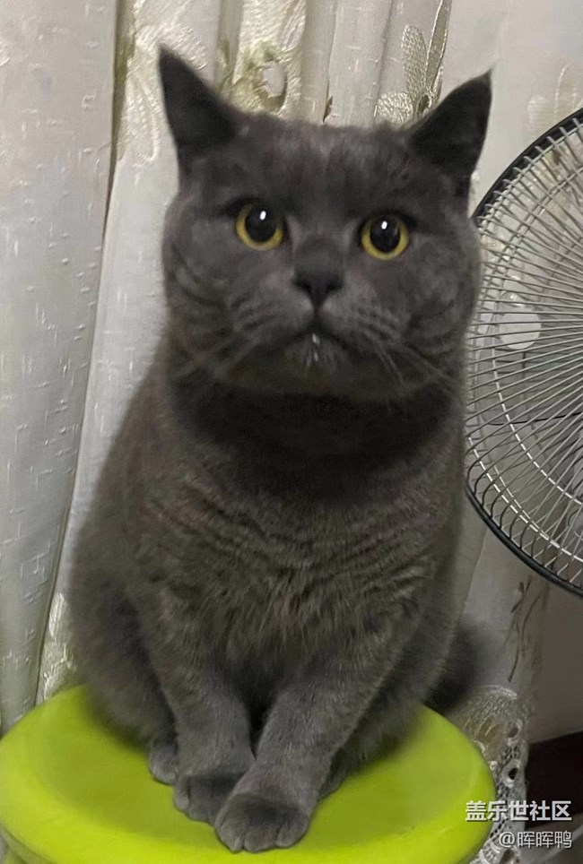 【温暖前行】+一直陪伴我的猫咪