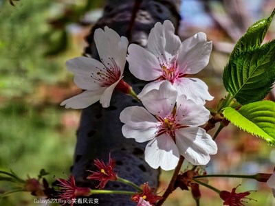 Galaxy S22Ultra   最后的春樱