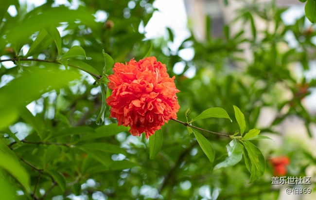逝去的节日如白马过涧