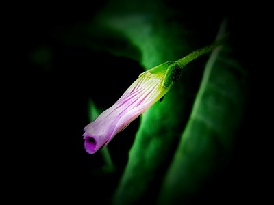 【时光正好】+静待花开