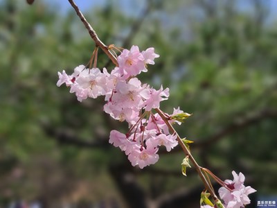 早樱