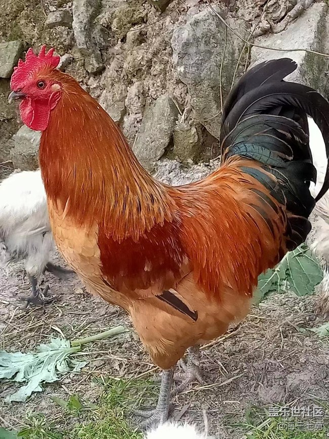 【这个宠物有点可爱】