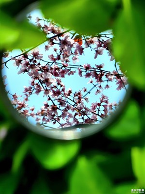 镜中花