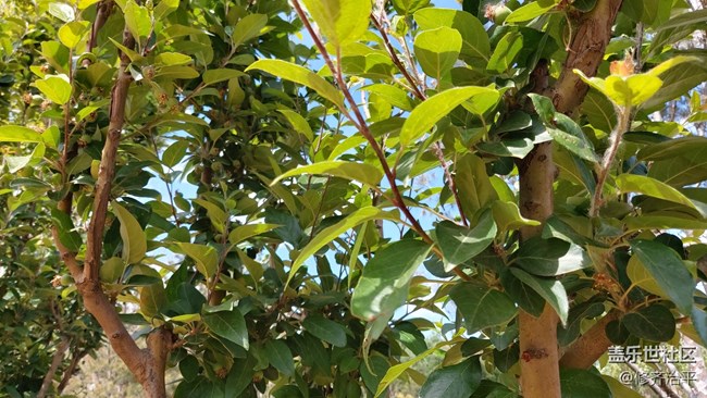【你好夏天】绿树成荫，草长莺飞