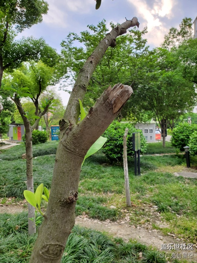 #五月，你好——顽强的树叶