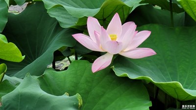 初夏长焦打荷