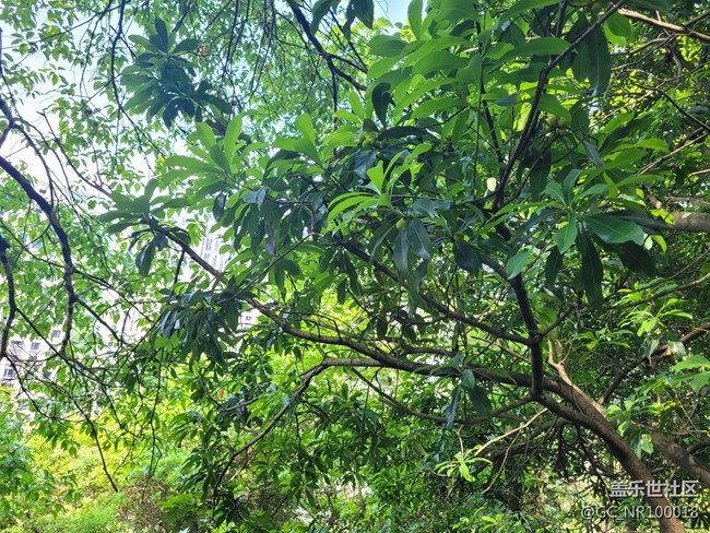 【你好夏天】杨梅结果了