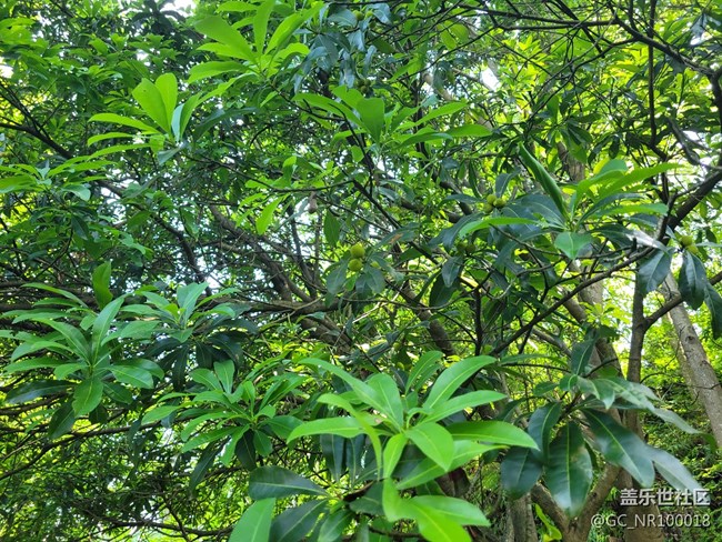 【你好夏天】杨梅结果了