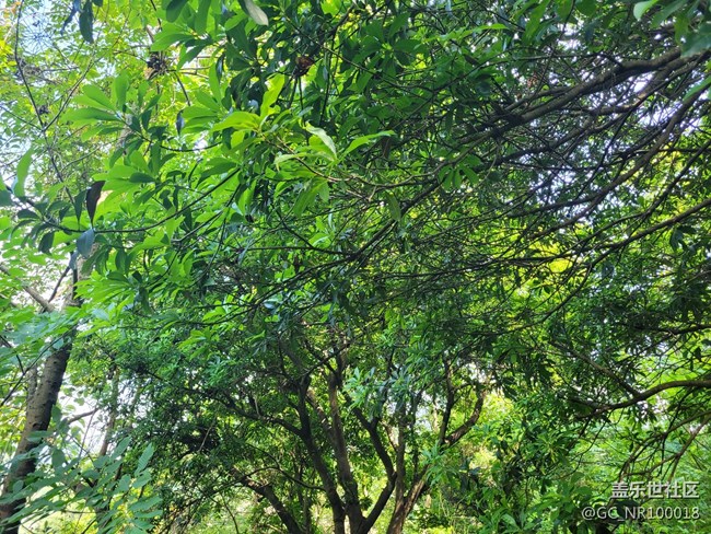 【你好夏天】杨梅结果了
