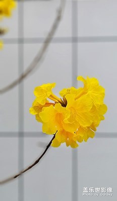 [碎片日常]小区里的风玲花
