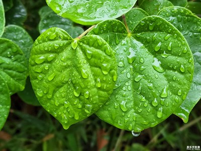雨润