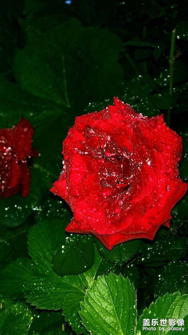 《每周星鲜事》 第105期:520勇敢表达爱,心里好礼等你抽取 《每周星鲜事》 第105期:520勇敢表达爱,心里好礼等你抽取