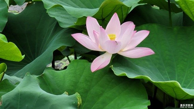 《每周星鲜事》 第105期:520勇敢表达爱,心里好礼等你抽取 《每周星鲜事》 第105期:520勇敢表达爱,心里好礼等你抽取